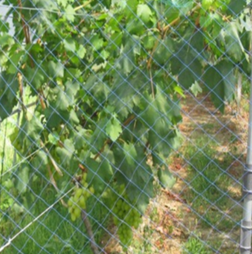 Verde de malha de controle de pássaro de malha de plástico PEAD