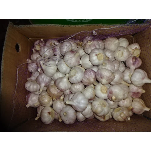 Buy 2020 Fresh Normal White Garlic