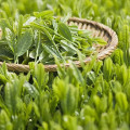 Greenteatianfu Dragon Bud Tea Bambu Daun Teh Hijau