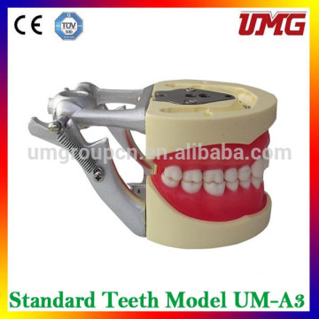 Dental implants instrument dental teeth models