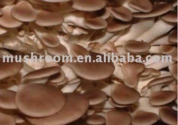 Oyster mushroom extract (Pleurotus ostreatus)