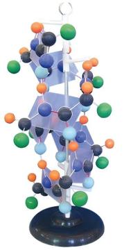 Protein Demonstration Model