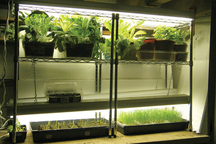 grow-light-system-for-starting-seeds-indoors