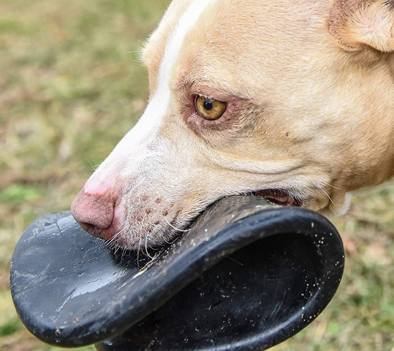 Dog Competition Frisbee