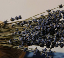 Dried spike french lavender lavandula latifolia