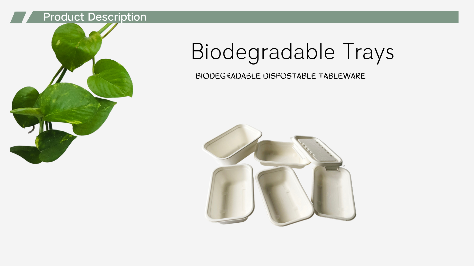 1000ml bagasse food container