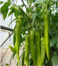 F1 hybrid hot pepper seeds