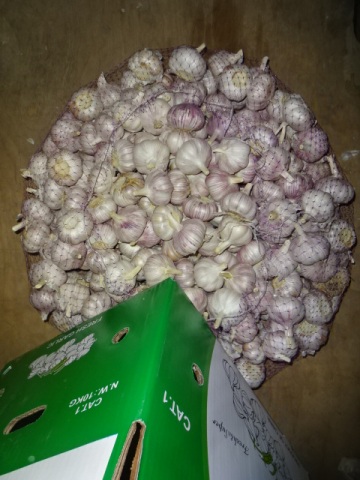 Jinxiang Normal White Garlic