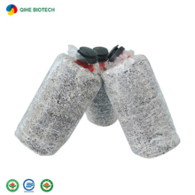 Fruit-Flavored Oyster Mushroom Species