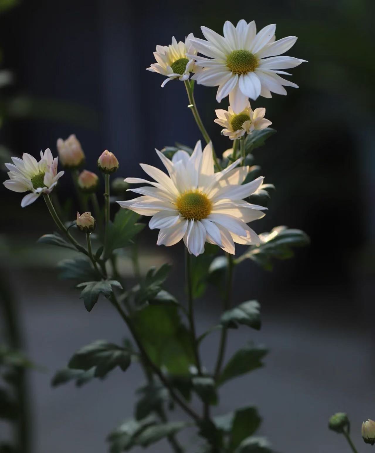 সোফিটেল স্প্রে সাদা ক্রাইস্যান্থেমাম Sofitel spray white chrysanthemum