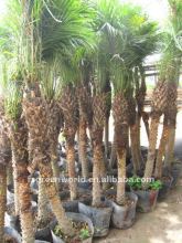 phoenix roebelenii date palm trees for outdoor