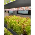 Vertical Hydroponic with Fish Tank For Vegetables Growing