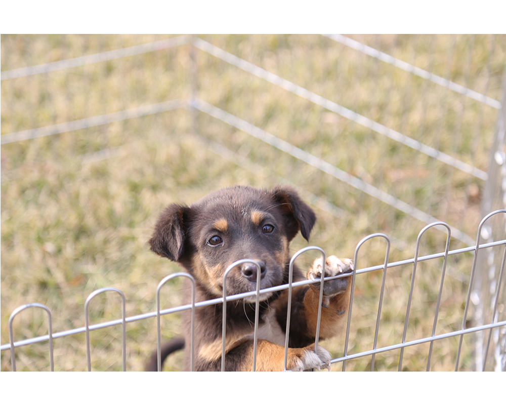 Galvanisierter Hunde-Laufstall Galvanized Dog Playpen