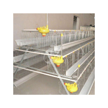 Custom Clean Chicken Coop for Baby Chickens (20pcs)