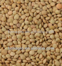 Chinese lentils