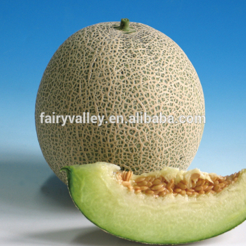 Hybrid F1 muskmelon seeds cantaloupe seeds japanese melon seeds For planting-Pearl