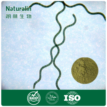 Organic Spirulina platensis protein powder (HALAL)