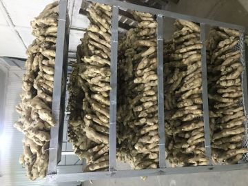 Verse Gember And Fresh Ginger