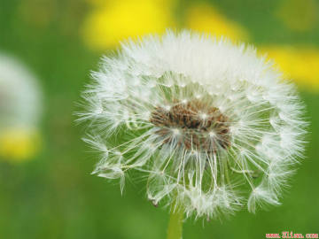 Taraxacum officinale extract