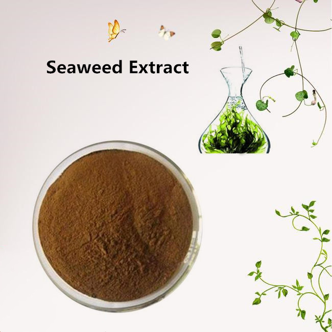 Seaweed Extract Powder