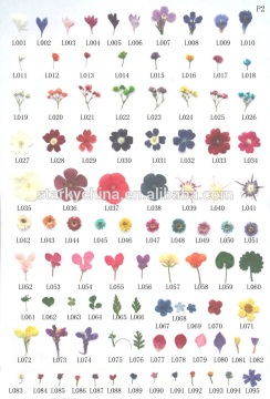 Nail suppliers for nail art dry flower 3D nail art decorations