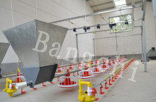 Feeder Line for Poultry Farm Equipment