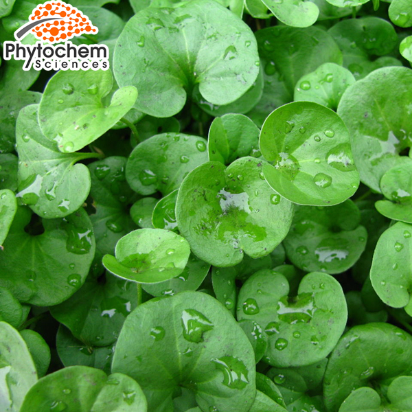 Organic Desmodium Adscendens Extract ratio 10 to 1