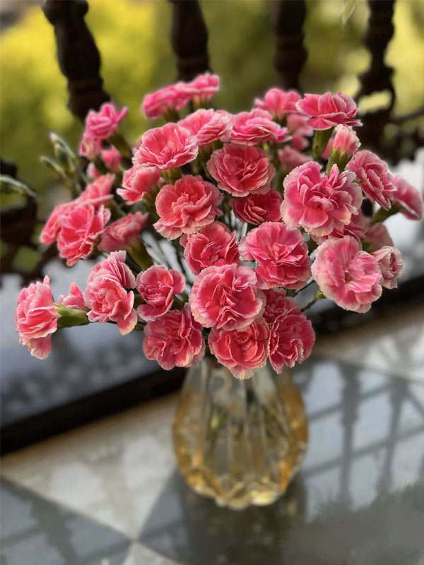 স্প্রে কার্নেশন প্রিন্স চেরি5 Spray carnation prince cherry5