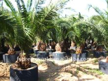 phoenix canariensis potted palm