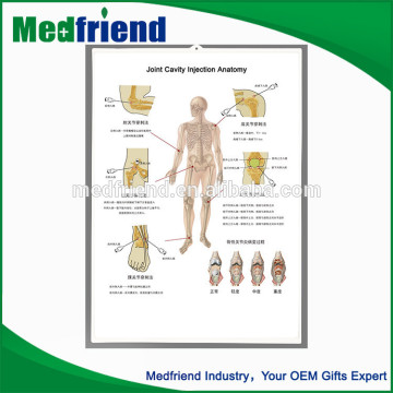 Wholesale High Quality 3D Teaching Anatomical Chart