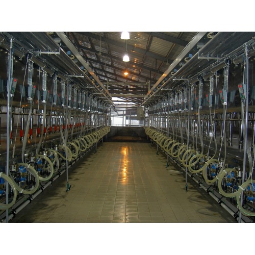 Automatic parallel quick-release milking parlor