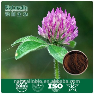 red clover extract powder/red clover extract for antibiotic/Isoflavones