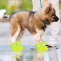 Zapatos de nieve de silicona personalizados para perros botas de lluvia