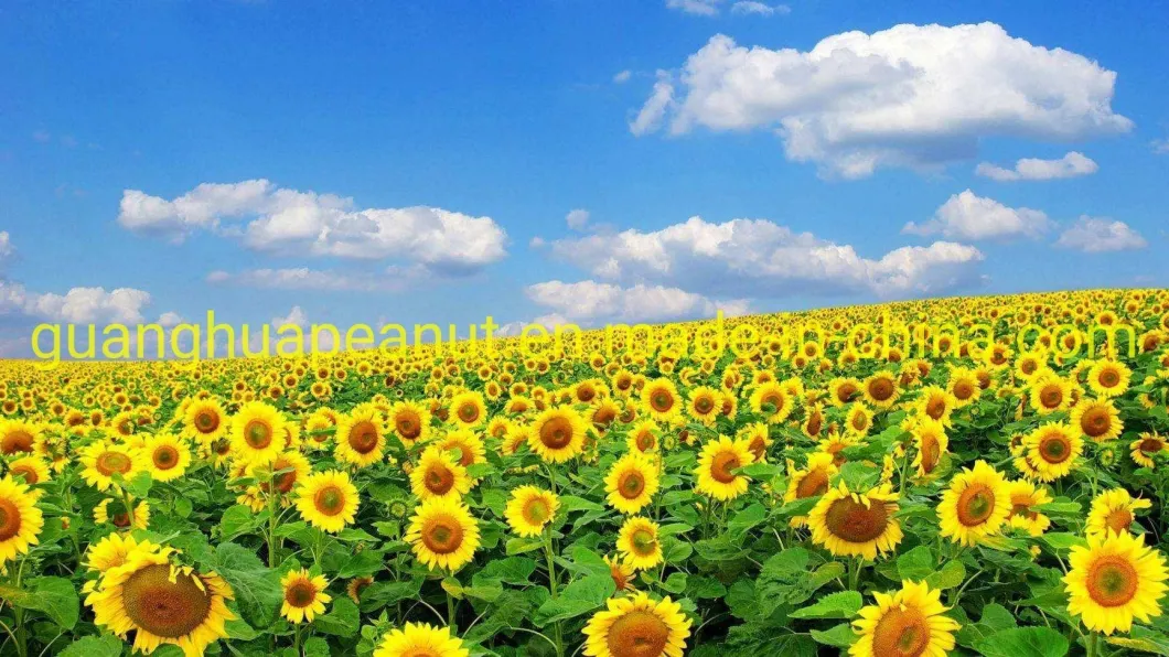 Hot Selling Sunflower Seeds 361 363