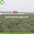 Best Quality Factory Supply Anti Tumor Goji Berry