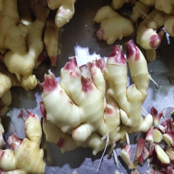 Spicy Ginger for Export