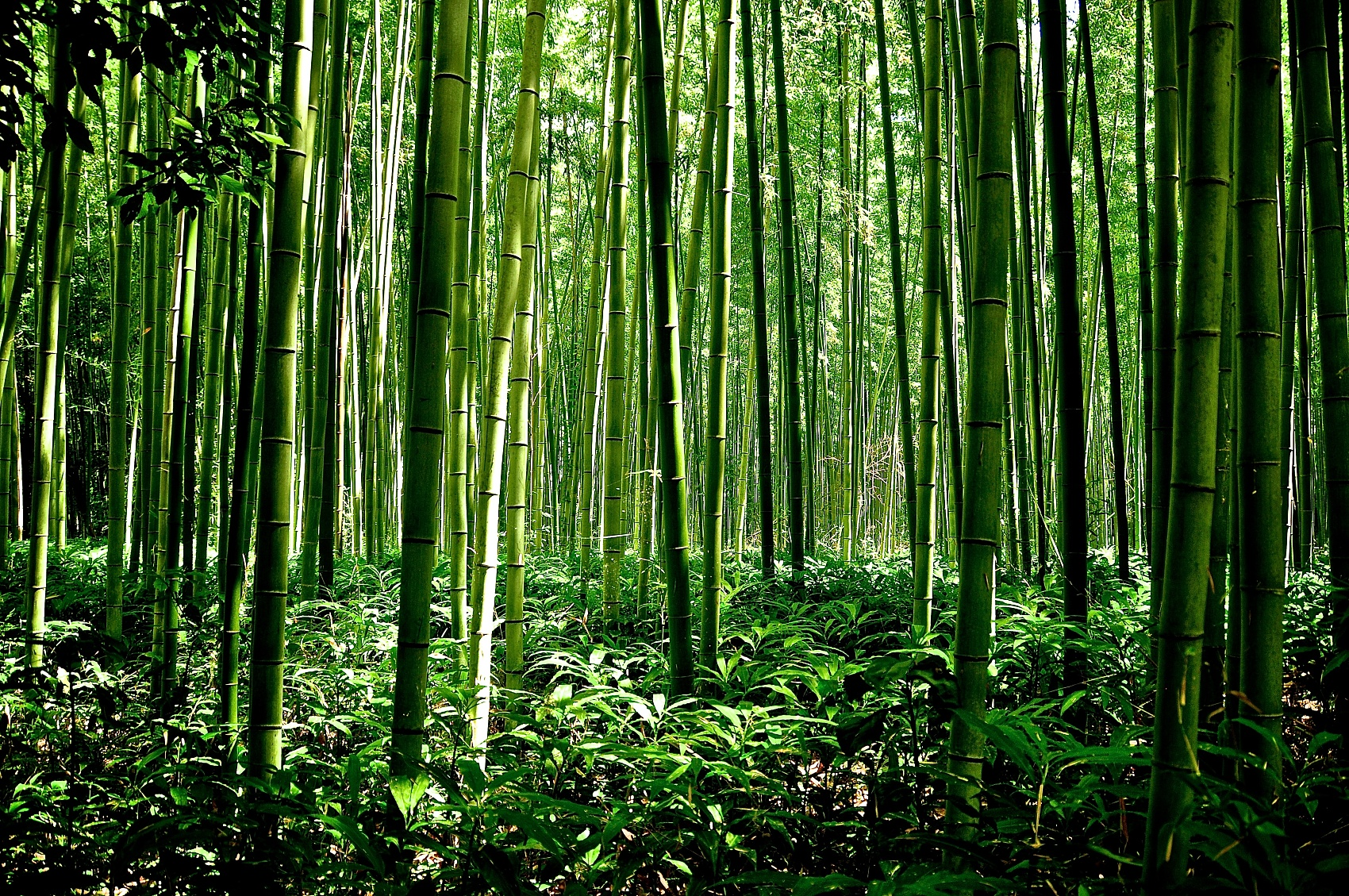 Bamboo