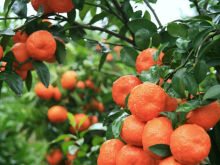 Orange Seeds Citrus Seeds For Sale