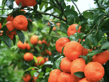 Orange Seeds Citrus Seeds For Sale