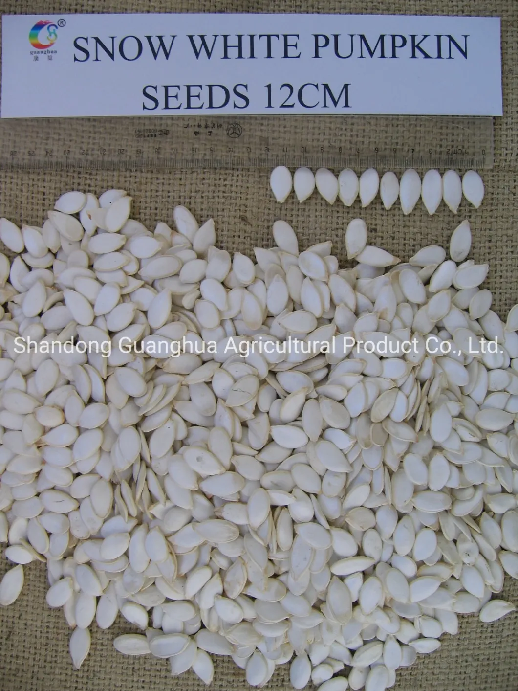 Good Quality Snow White Pumpkin Seeds for Sale