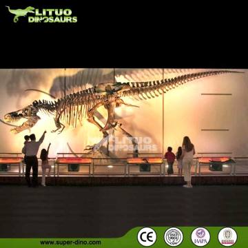 Museum  Quality Life Size Dinosaur Skeleton Model for Sale