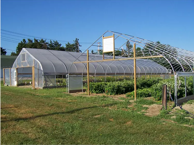 Agricultural Single Span Tunnel Strawberry Greenhouse