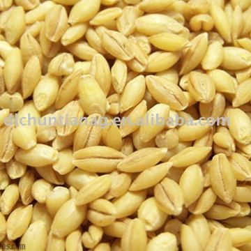 hulled barley