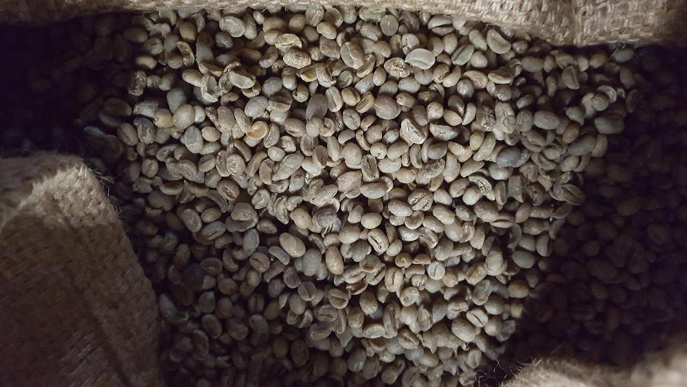 Grãos de café verde cru chinês, tipo 100% arábica, malha 13-16, nova safra