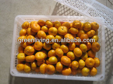 2012 fresh honey sweet shatang orange