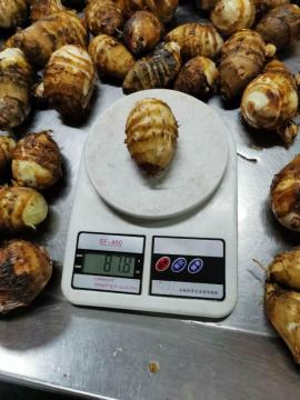 Super Quality Sweet Taro Grade A