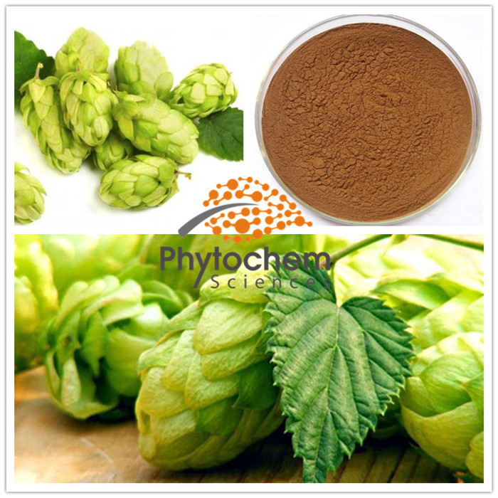 Humulus lupulus lupulin Xanthohumol Flavonoids powder hops flower extract beer hops