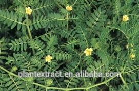 Tribulus Terrestris Extract