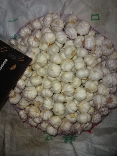 Buy Pure White Garlic 2020