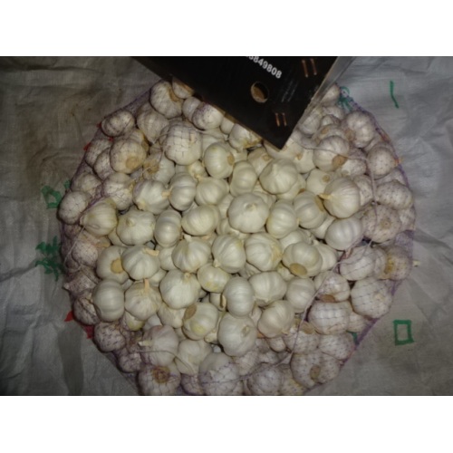 Buy Pure White Garlic 2020
